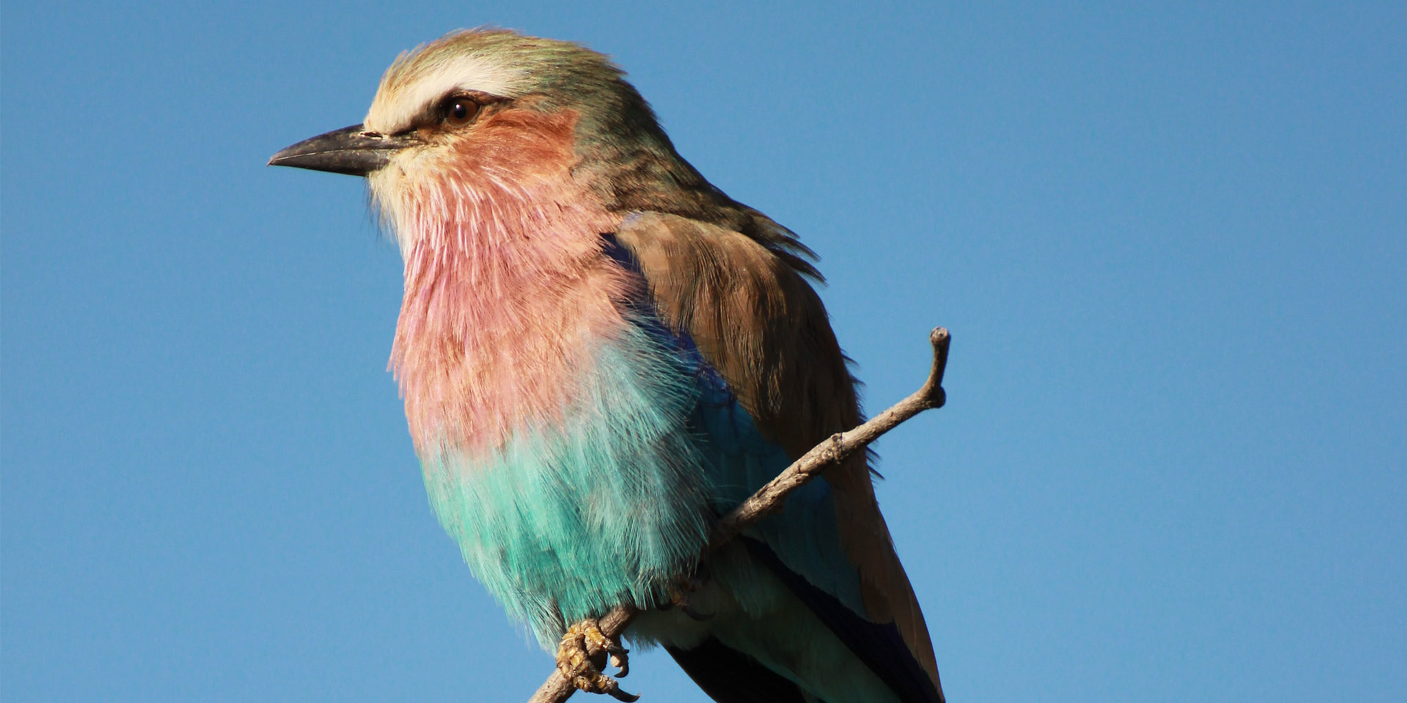 Educarci alla bellezza | Articolo di Franco Bottalo - Uccello Robin