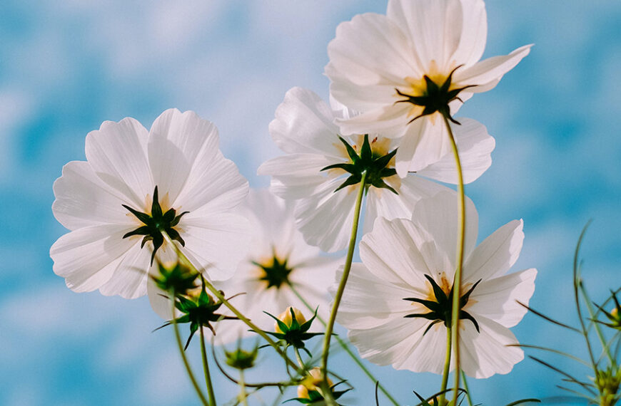 Zhen Ren - La ricerca del Sé autentico | Articolo di Franco Bottalo Tao Alchemy